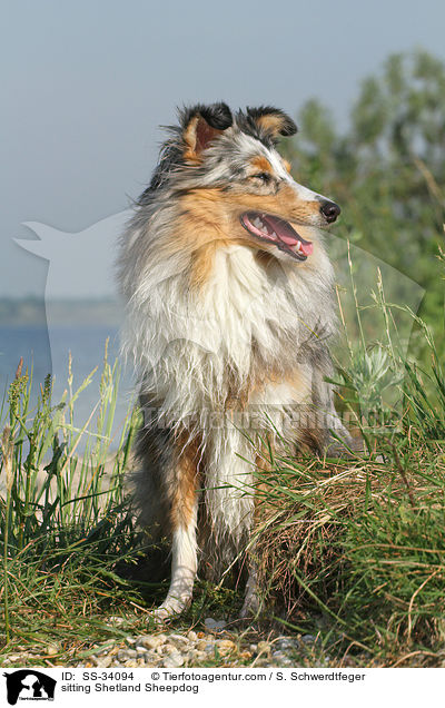 sitzender Sheltie / sitting Shetland Sheepdog / SS-34094