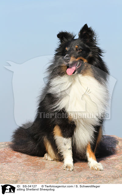 sitzender Sheltie / sitting Shetland Sheepdog / SS-34127