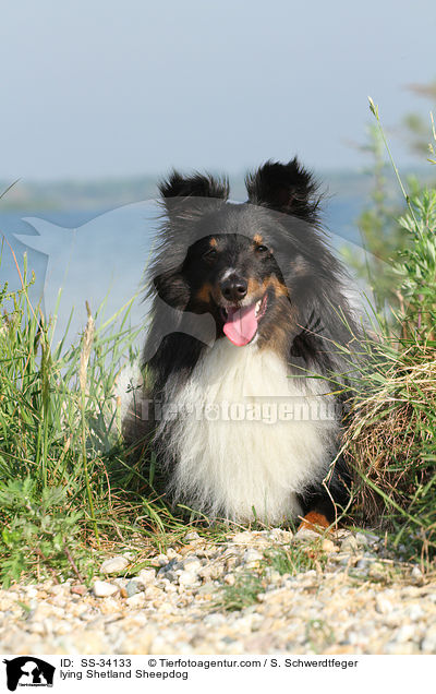 liegender Sheltie / lying Shetland Sheepdog / SS-34133