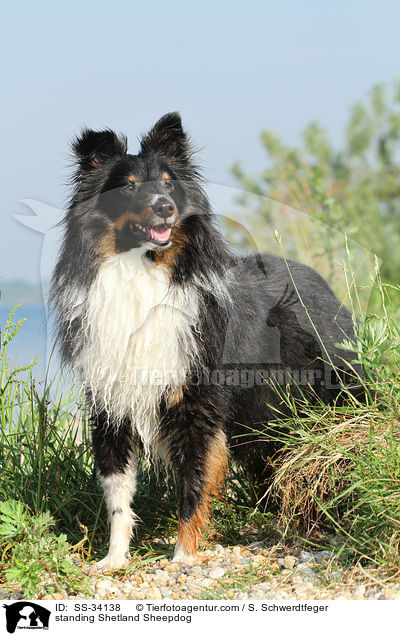 stehender Sheltie / standing Shetland Sheepdog / SS-34138