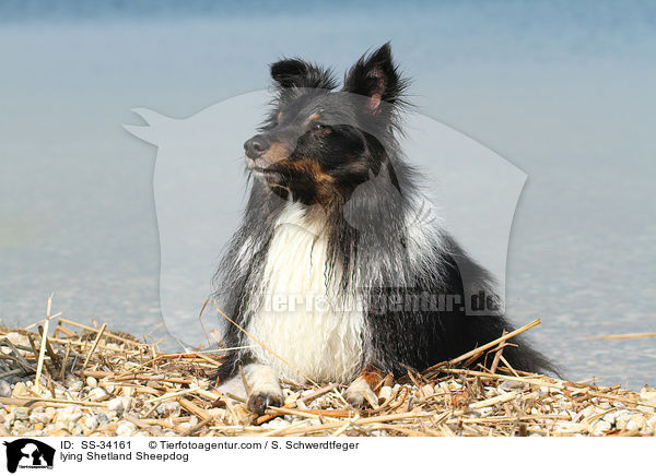 liegender Sheltie / lying Shetland Sheepdog / SS-34161