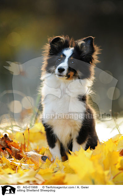 sitzender Sheltie / sitting Shetland Sheepdog / AG-01988