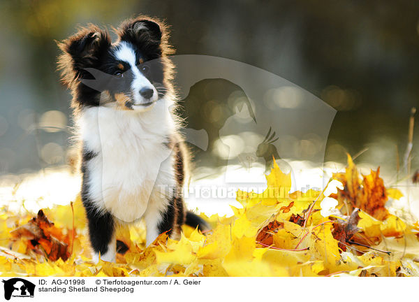 stehender Sheltie / standing Shetland Sheepdog / AG-01998