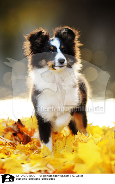 stehender Sheltie / standing Shetland Sheepdog / AG-01999