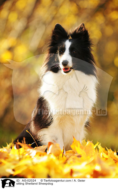 sitzender Sheltie / sitting Shetland Sheepdog / AG-02024