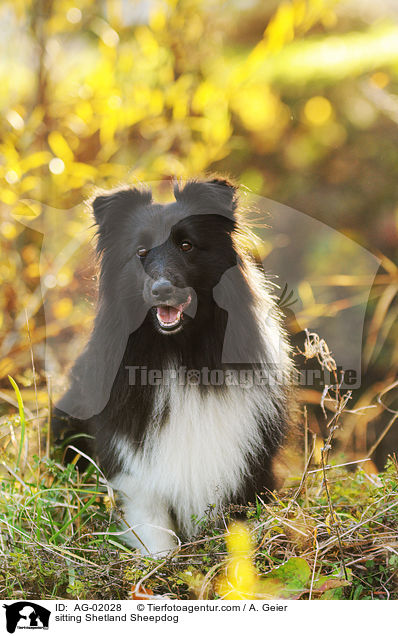 sitzender Sheltie / sitting Shetland Sheepdog / AG-02028