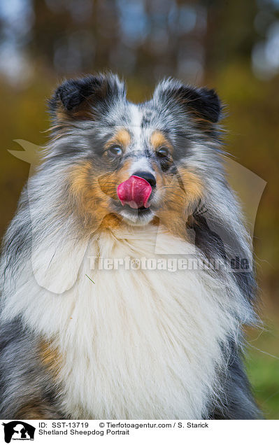 Sheltie Portrait / Shetland Sheepdog Portrait / SST-13719