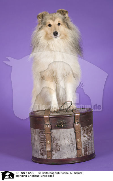 stehender Sheltie / standing Shetland Sheepdog / NN-11230