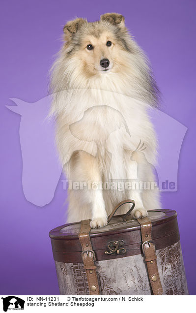 stehender Sheltie / standing Shetland Sheepdog / NN-11231