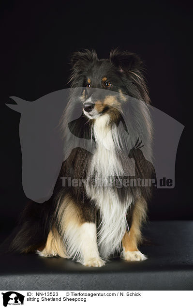 sitzender Sheltie / sitting Shetland Sheepdog / NN-13523