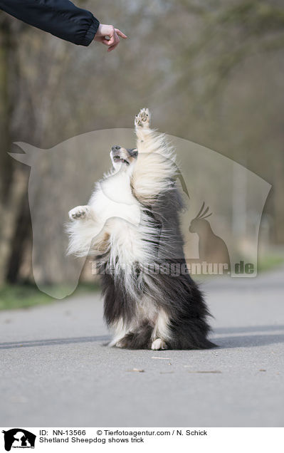 Sheltie macht Mnnchen / Shetland Sheepdog shows trick / NN-13566