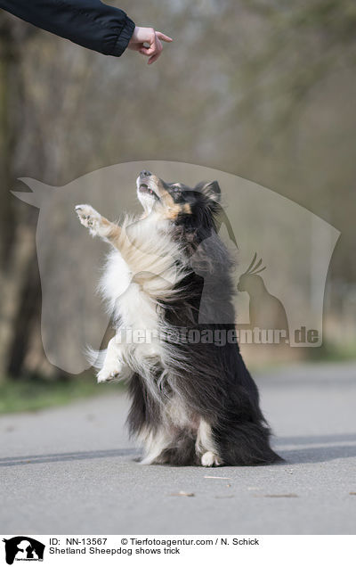 Sheltie macht Mnnchen / Shetland Sheepdog shows trick / NN-13567