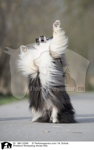 Sheltie macht Mnnchen / Shetland Sheepdog shows trick / NN-13568