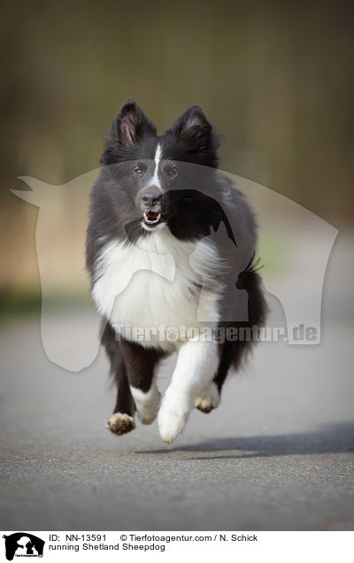 rennender Sheltie / running Shetland Sheepdog / NN-13591