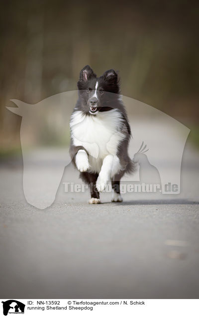 rennender Sheltie / running Shetland Sheepdog / NN-13592