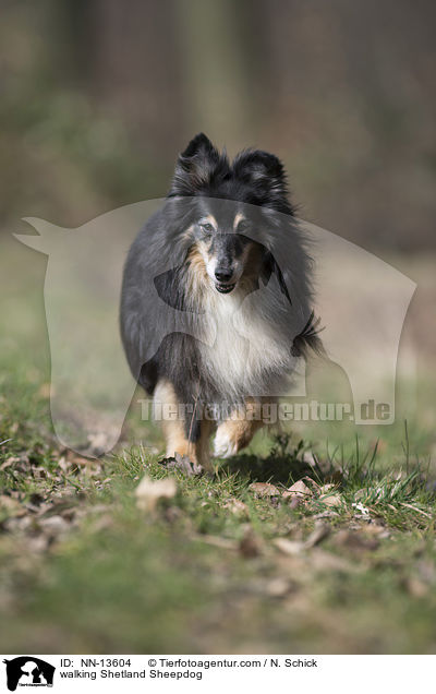 laufender Sheltie / walking Shetland Sheepdog / NN-13604