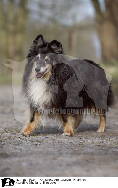 stehender Sheltie / standing Shetland Sheepdog / NN-13624