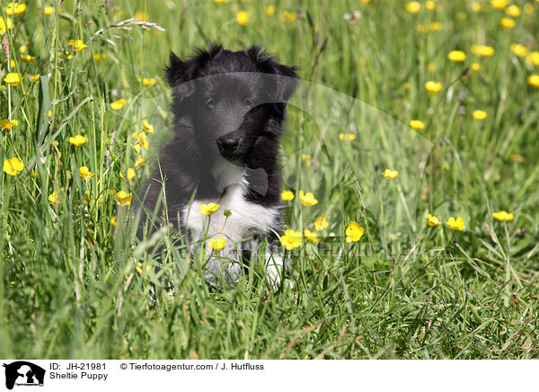 Sheltie Welpe / Sheltie Puppy / JH-21981