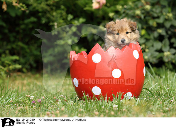 Sheltie Welpe / Sheltie Puppy / JH-21989