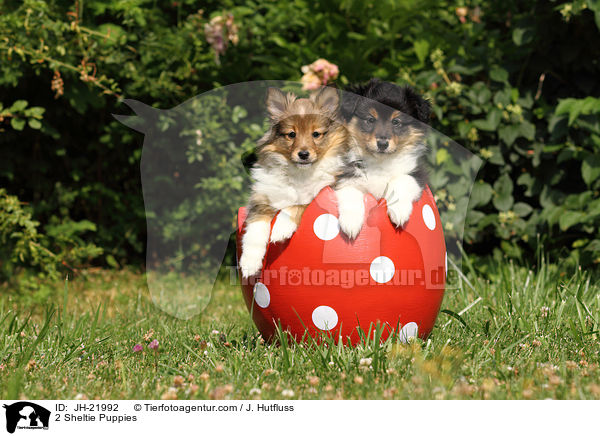 2 Sheltie Welpen / 2 Sheltie Puppies / JH-21992