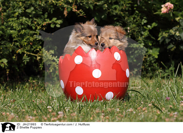 2 Sheltie Welpen / 2 Sheltie Puppies / JH-21993