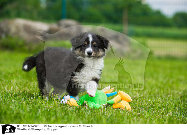 Sheltie Welpe / Shetland Sheepdog Puppy / SST-14328