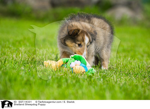 Sheltie Welpe / Shetland Sheepdog Puppy / SST-14331