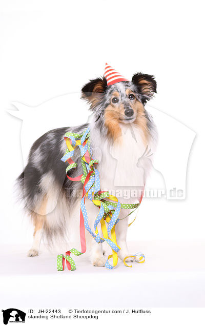 stehender Sheltie / standing Shetland Sheepdog / JH-22443