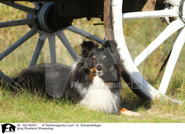 liegender Sheltie / lying Shetland Sheepdog / SS-39301