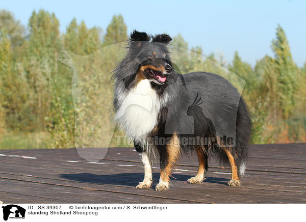 stehender Sheltie / standing Shetland Sheepdog / SS-39307