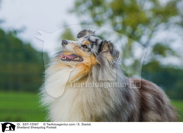 Sheltie Portrait / Shetland Sheepdog Portrait / SST-15587