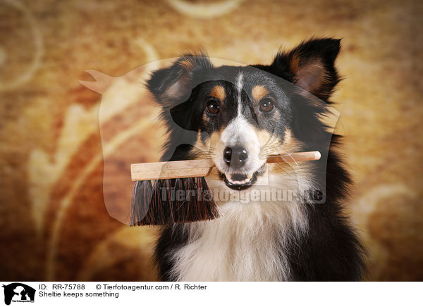 Sheltie hlt Gegenstand / Sheltie keeps something / RR-75788