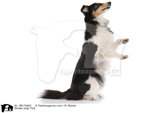 Sheltie shows trick / Sheltie zeigt Trick / RR-75803