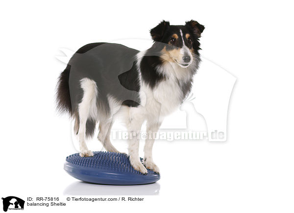 balancierender Sheltie / balancing Sheltie / RR-75816