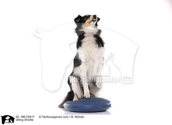 sitzender Sheltie / sitting Sheltie / RR-75817