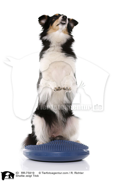 Sheltie shows trick / Sheltie zeigt Trick / RR-75819