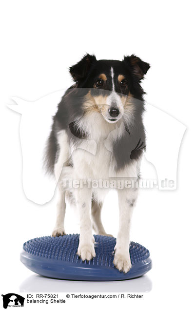 balancierender Sheltie / balancing Sheltie / RR-75821