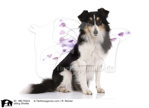 sitzender Sheltie / sitting Sheltie / RR-75834