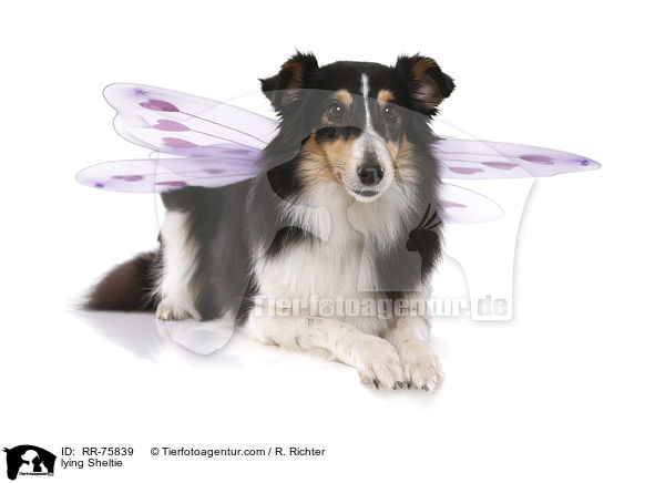 liegender Sheltie / lying Sheltie / RR-75839