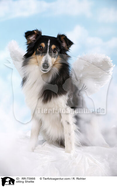 sitzender Sheltie / sitting Sheltie / RR-75866