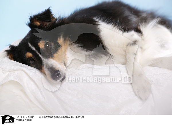 liegender Sheltie / lying Sheltie / RR-75884