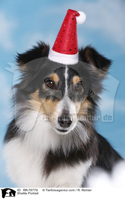 Sheltie Portrait / Sheltie Portrait / RR-76779