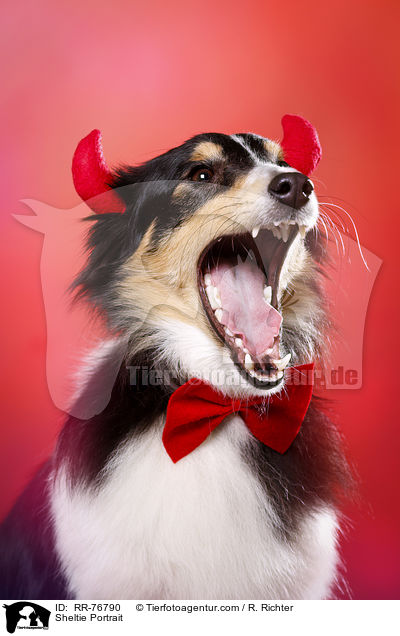 Sheltie Portrait / Sheltie Portrait / RR-76790