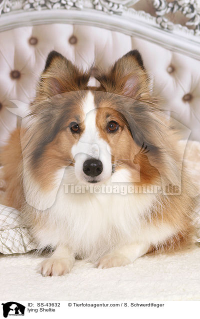 liegender Sheltie / lying Sheltie / SS-43632