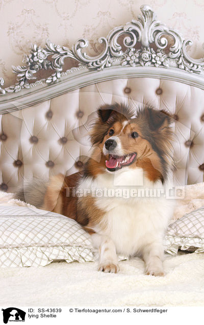 liegender Sheltie / lying Sheltie / SS-43639