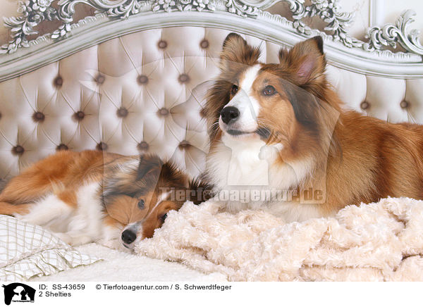 2 Shelties / 2 Shelties / SS-43659