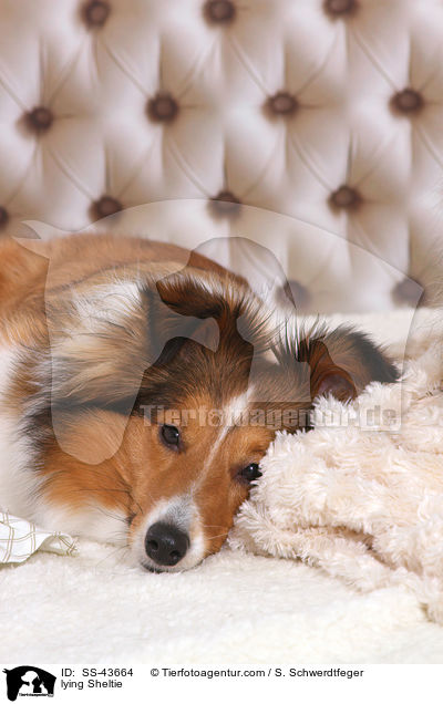 liegender Sheltie / lying Sheltie / SS-43664