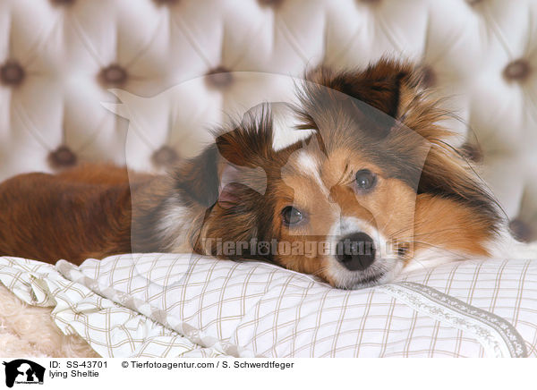 liegender Sheltie / lying Sheltie / SS-43701