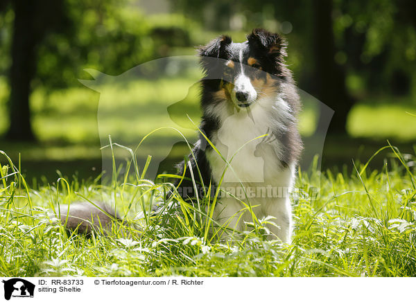 sitzender Sheltie / sitting Sheltie / RR-83733