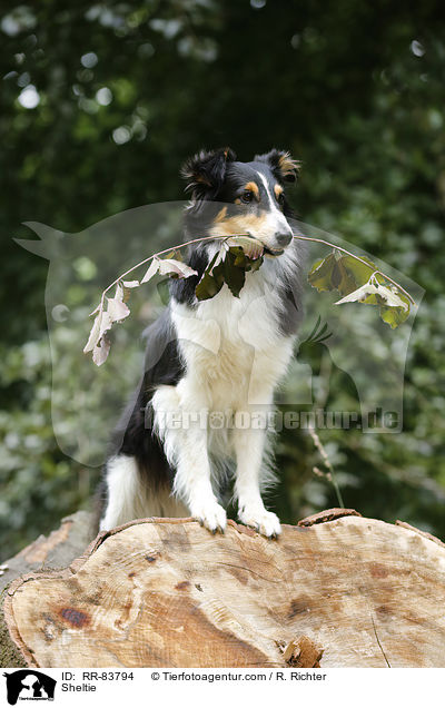 Sheltie / Sheltie / RR-83794